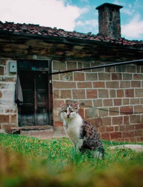 写真 トラベル・ターキー