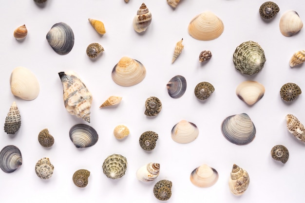 Travel and vacation concept. sea shells on white background. variety of sea shells from beach