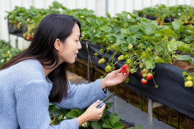 Travel woman go to pick strawberry