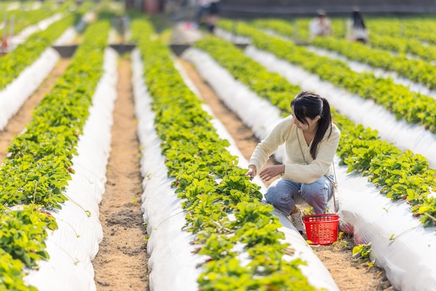 Travel woman pick strawberry in the farm