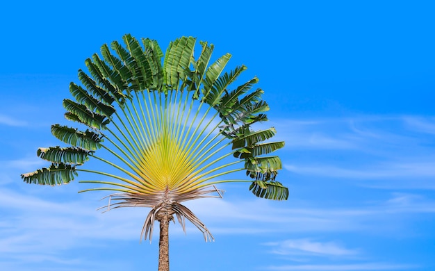 Traveler's palmboom (Ravenala madagascariensis) groeit met een wazige blauwe hemelachtergrond