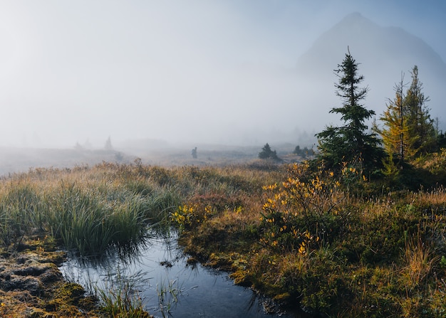 Traveler walking in autumn wilderness with swamp in mist