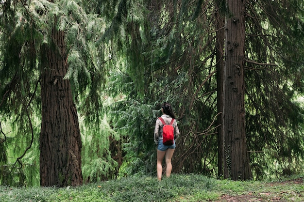 Donna del viaggiatore con lo zaino che cammina nella foresta