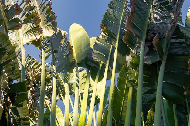 Travelers palm tree pattern background