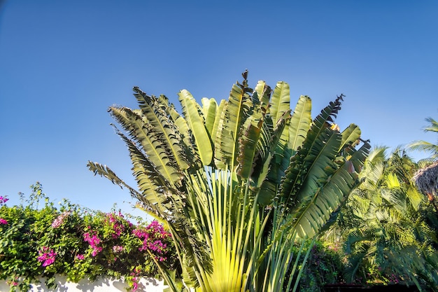 Travelers palm tree pattern background