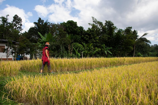 Travelers thai women people travel visit rest relax and take photo in farmland of paddy or rice field in countryside at Baan Huay Kaew village rural at Mae On city in Chiang Mai Thailand