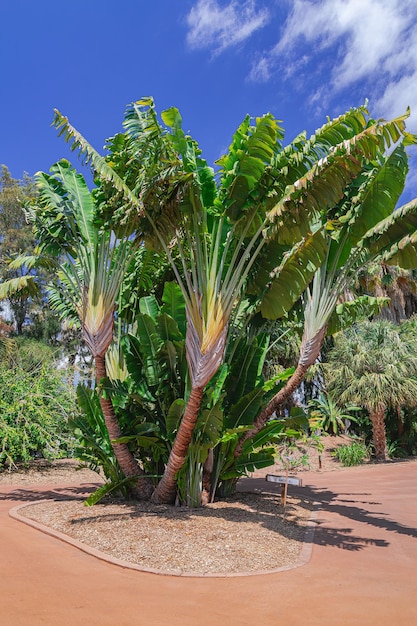 Дерево путешественника Ravenala madagascariensis на фоне солнечного света и голубого неба