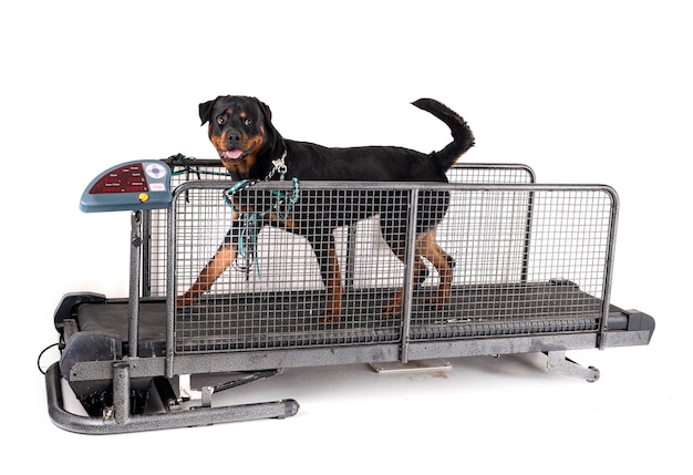 Photo treadmill for dog in studio