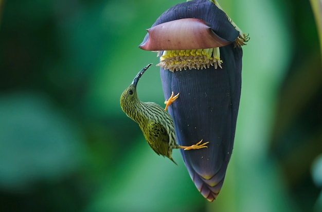 treaked Spiderhunter (Arachnothera magna)