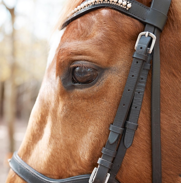 Treat your horse with love. Shot of a beautiful horse in a forest.