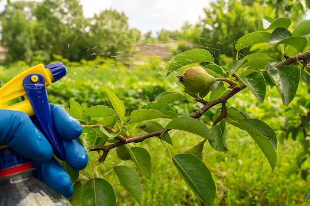 夏のナシの枝を害虫や細菌感染症に対する殺菌剤で処理します。噴霧器で植物に噴霧する。ガーデンケア。