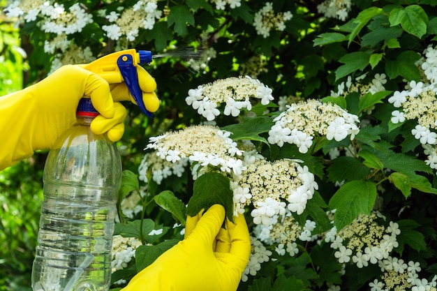 Trattamento di cespugli di viburno con un fungicida da parassiti durante la fioritura. spruzzare le piante con uno spruzzatore. cura del giardino.