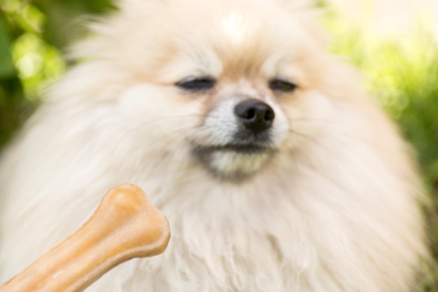 Treats for animals picky dog refuses to eat bone on blur\
background