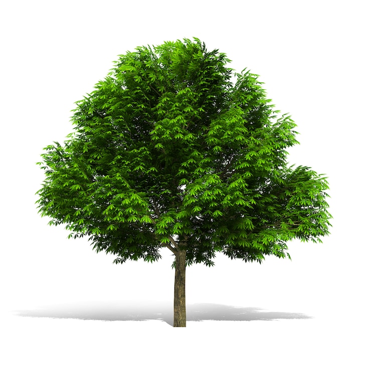Photo tree 3d rendering on white background have work path.