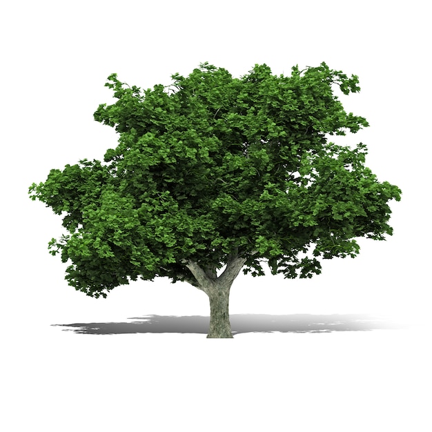 Tree 3D-rendering