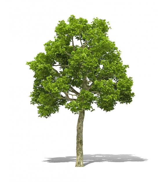 Tree 3D-rendering