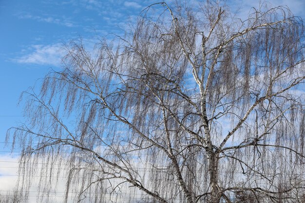 Tree against Blue cloudy sky