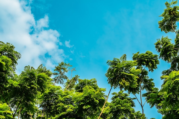 Tree against blue sky background