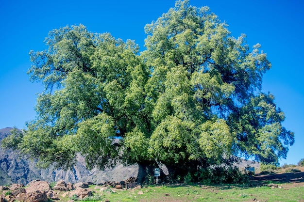 Tree against blue sky