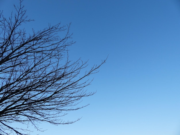 A tree against a blue sky