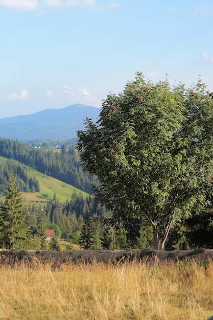 A tree against a blurred mountain landscape Camping tourism concept Carpathian mountains Ukraine