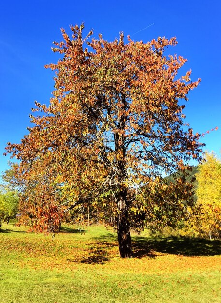 Tree against clear blue sky