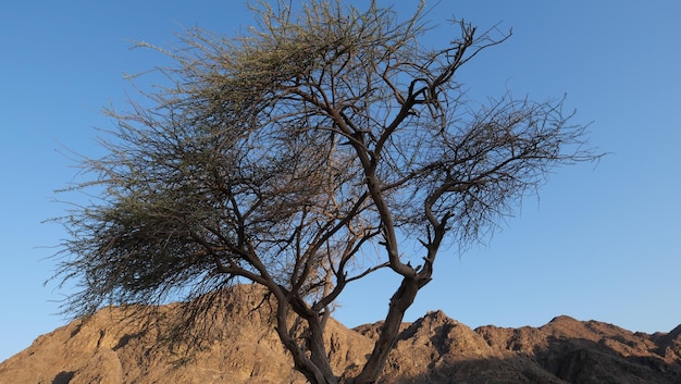 Tree against clear sky in the desert