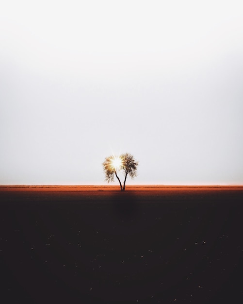 Tree against clear sky