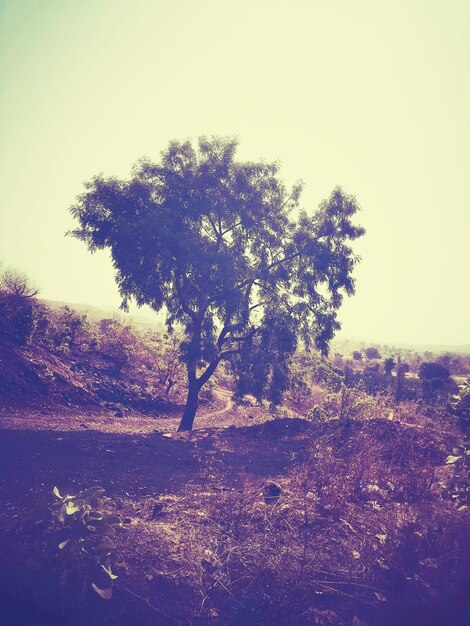 Tree against clear sky