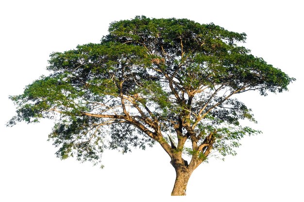 Foto albero contro un cielo limpido