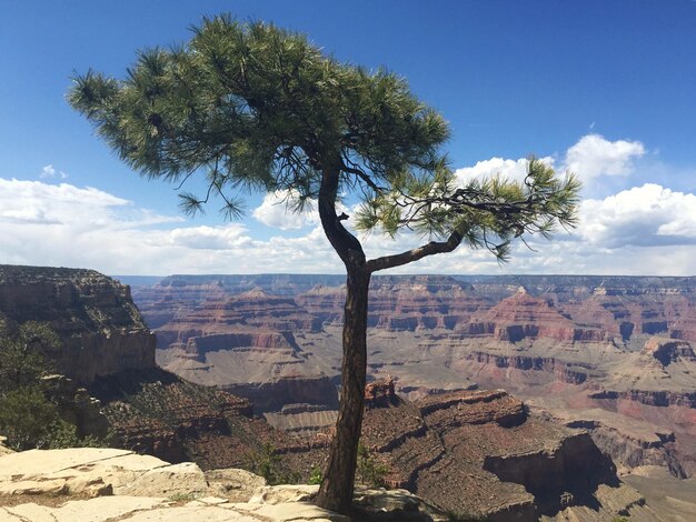 Tree against grand canyon national park