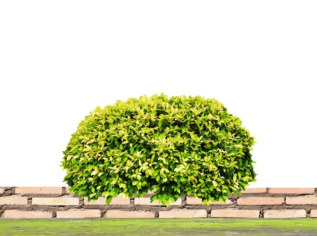 写真 澄んだ空の前で畑の植物と木と