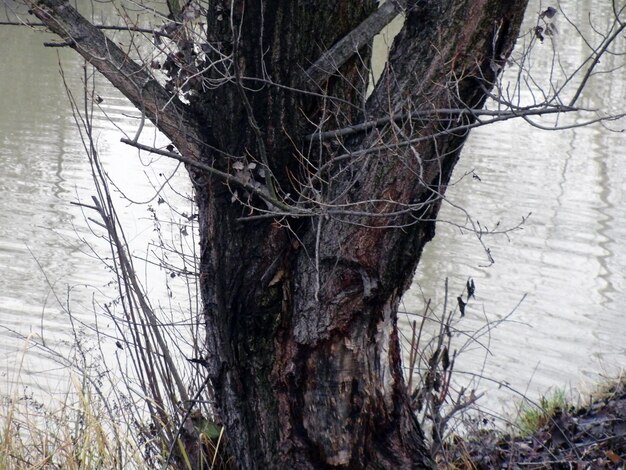 Photo tree against river