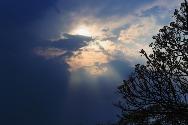 A tree against the sky in the background