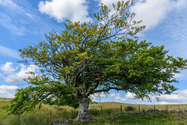 Foto albero contro il cielo