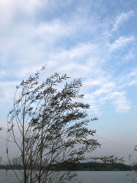 Tree against sky