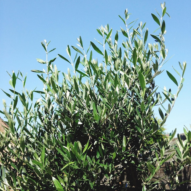 Foto albero contro il cielo