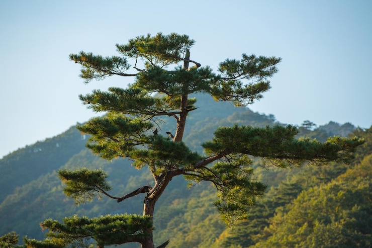 Photo 하늘에 인 나무