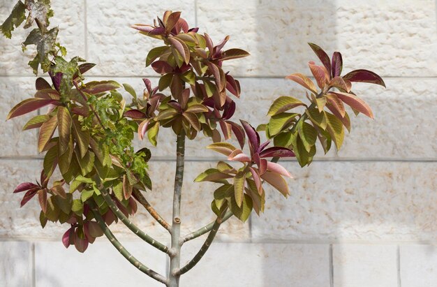 Tree against a stone wall