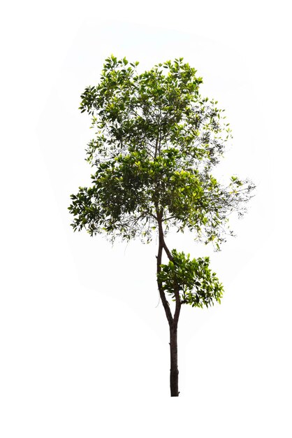 Photo tree against white background