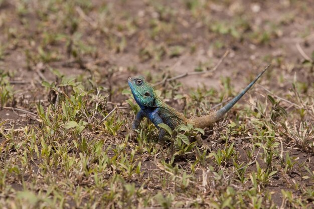 Tree Agama lizard on the ground near Ndutu Lodge in the Ngorongoro Conservation Area of Tanzania Sto