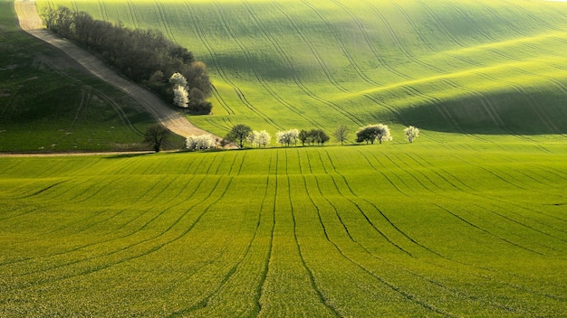 Foto vicolo di alberi in primavera campi ondulati con strada sullo sfondo nella luce serale