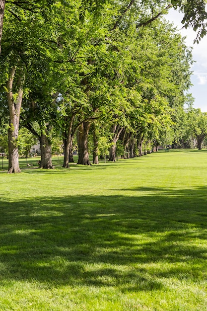 Tree alley with old trees on university campus.