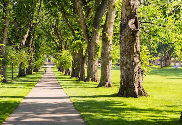 Tree alley with old trees on university campus.