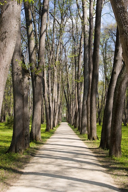 Tree alley