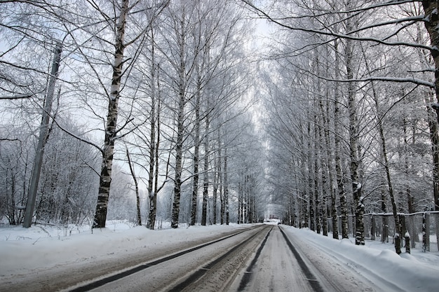 Tree along the road in the winter