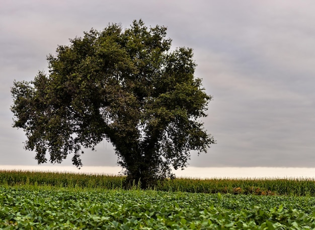 Tree along the route of Chemin du Puy in the canton of ArthezdeBearn