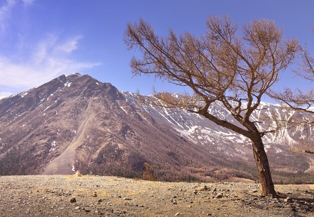 アルタイ山脈の木裸の木が雪の青い空の山々の下に寄りかかった