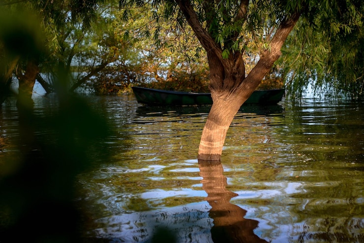 Photo tree amidst lake