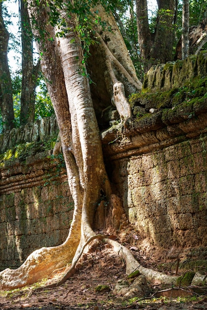 Tree in Angkor